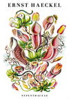 Nepenthaceae print