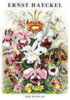 Orchideen print