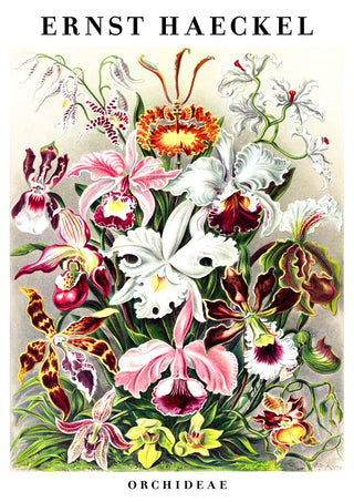 Orchideen print