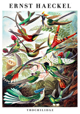 Hummingbirds