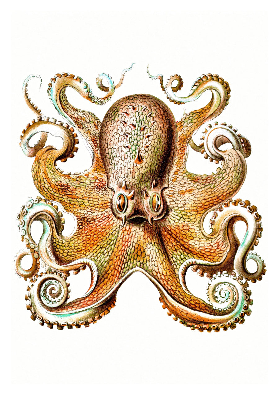 Octopus - Print Only frame