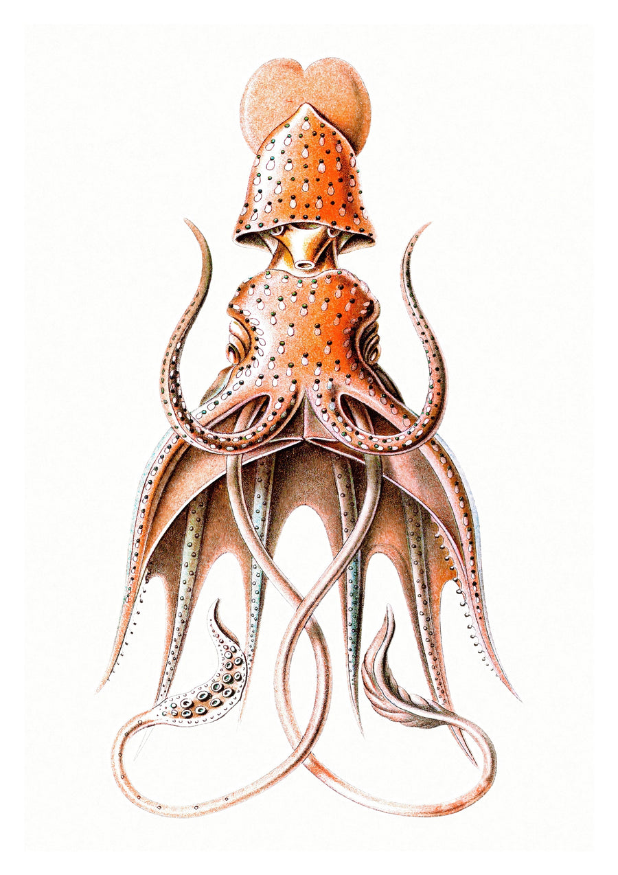 Squid - Print Only frame