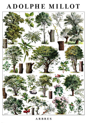 Arbres