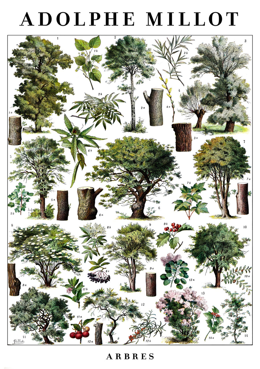 Arbres - Print Only frame