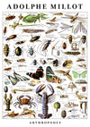 Arthropodes print