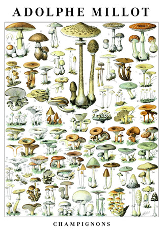 Svampar print