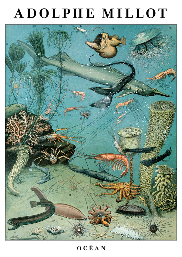 Ocean