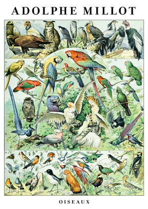 Vogels