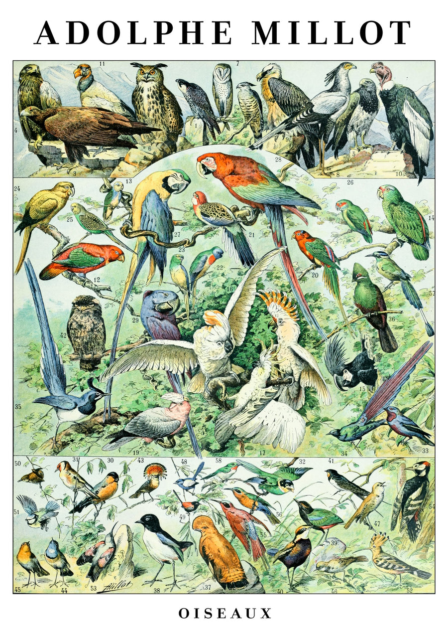 Oiseaux - Print Only frame