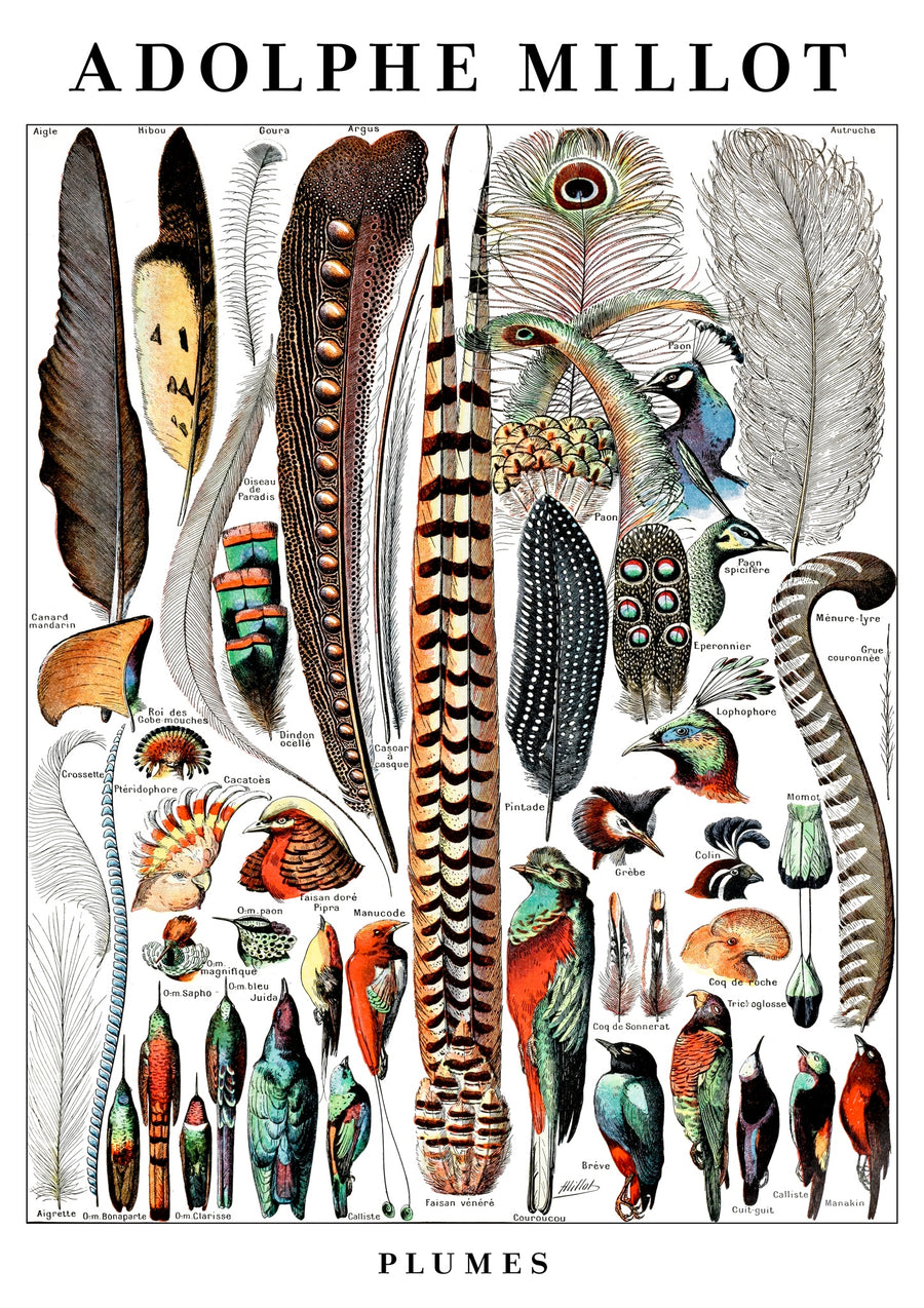 Veren - Print Only frame