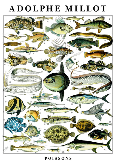 Fish