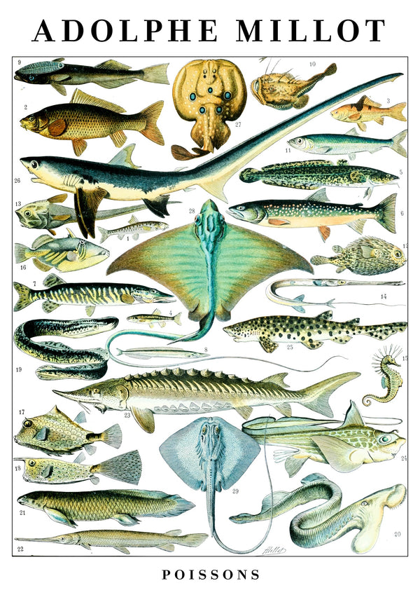 Fish