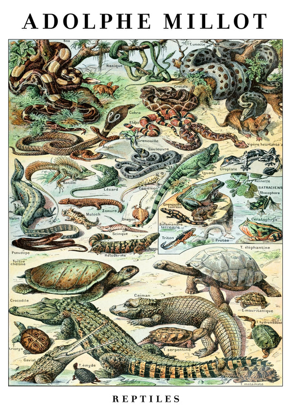 Reptielen