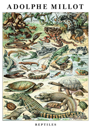 Reptiles print
