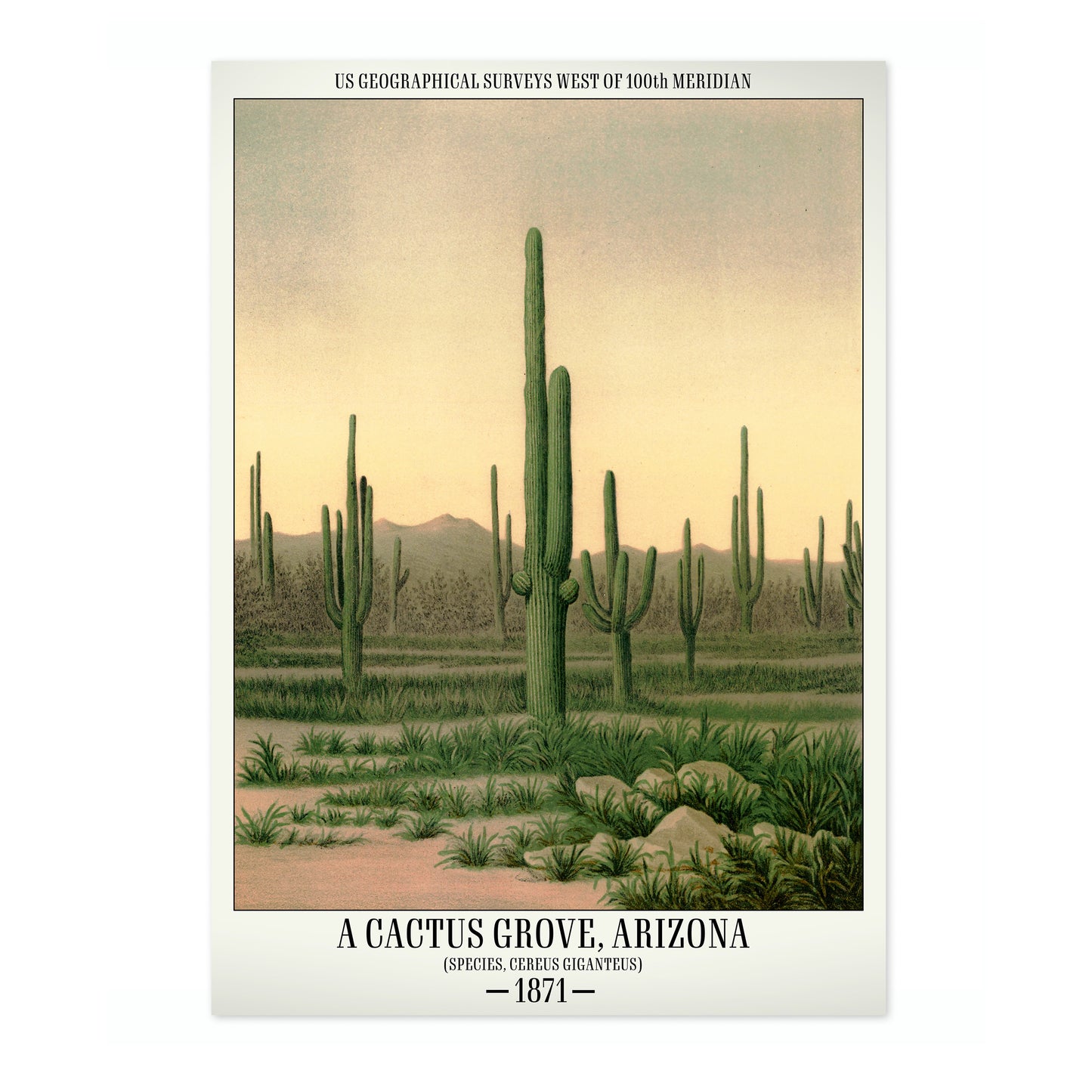 Un bosquet de cactus, Arizona