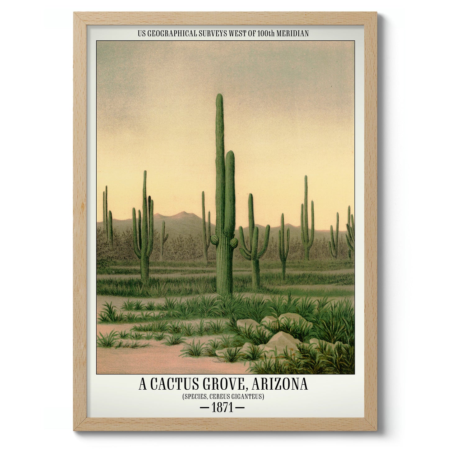 Un bosquet de cactus, Arizona