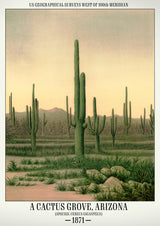 Un bosquet de cactus, Arizona