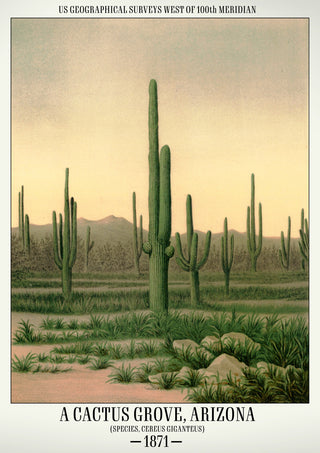 Un bosquet de cactus, Arizona print