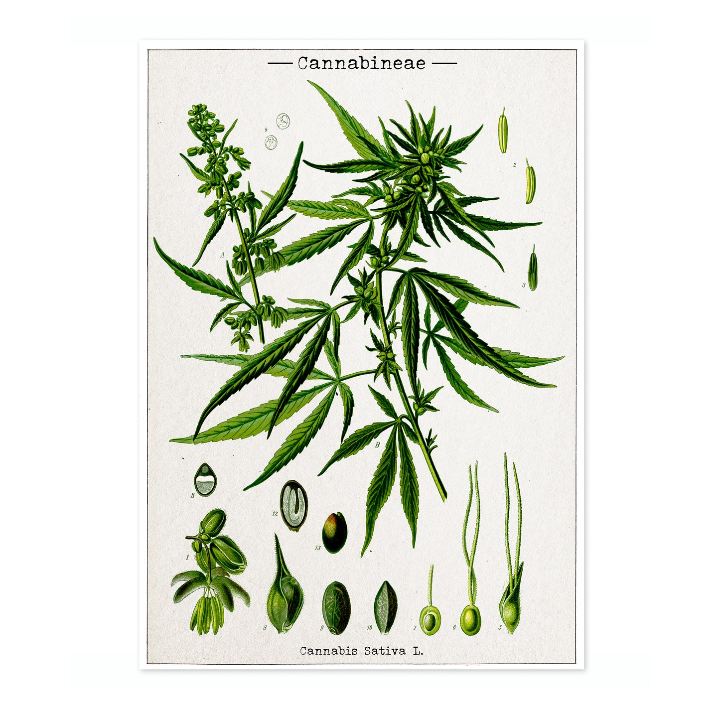 Cannabis Sativa