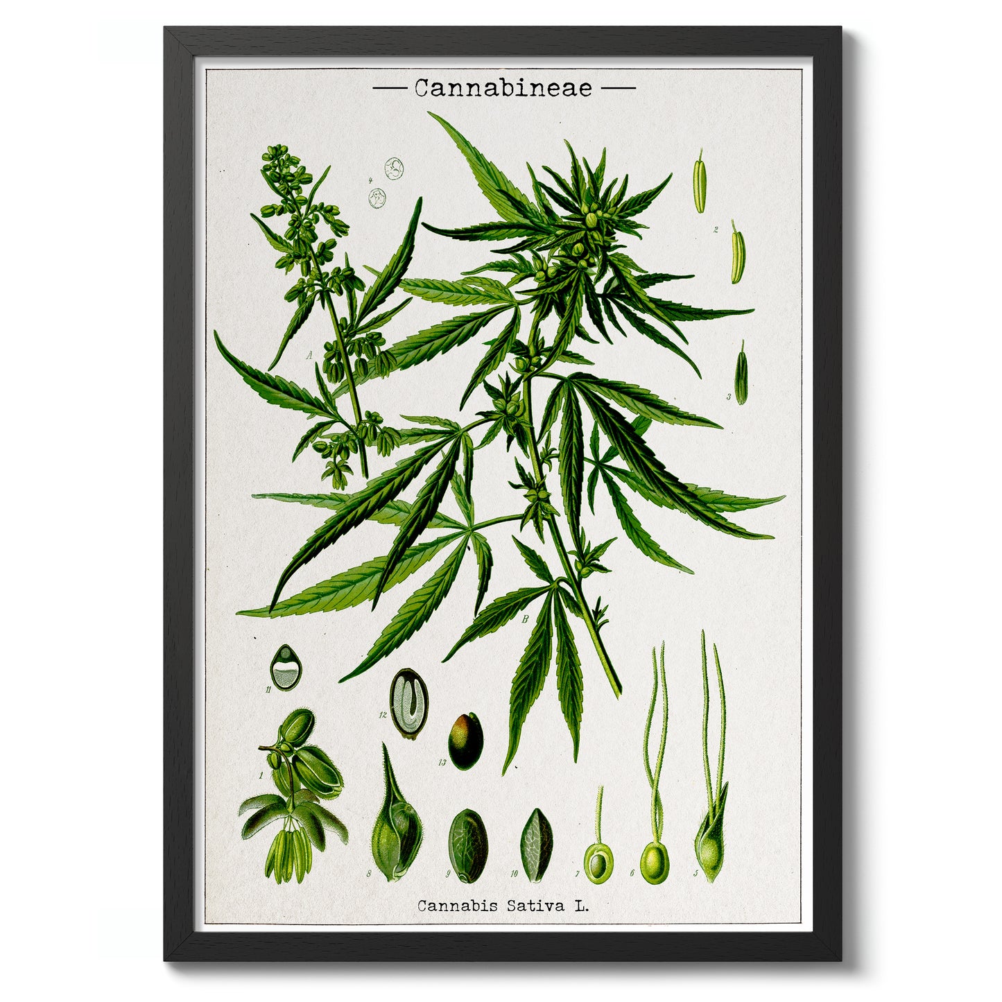 Cannabis Sativa