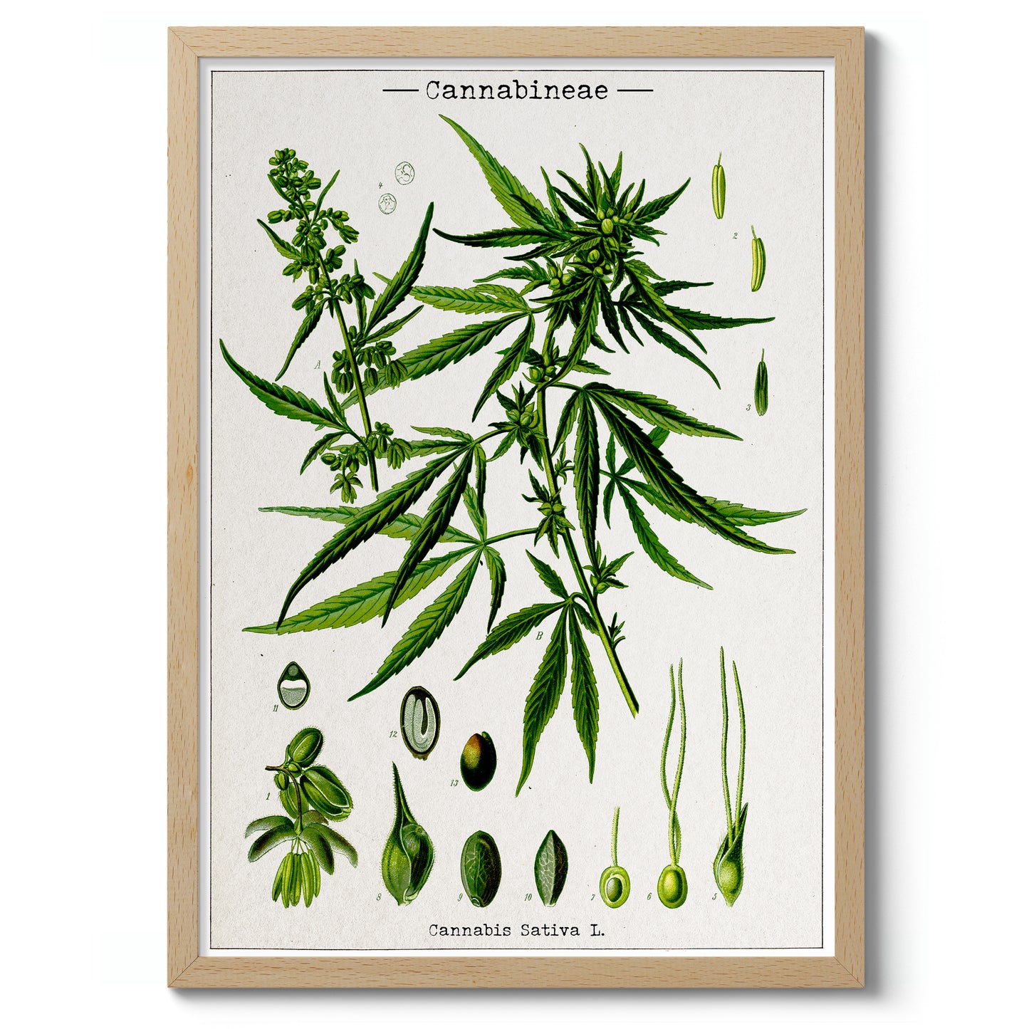 Cannabis Sativa