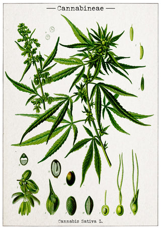 Cannabis Sativa print