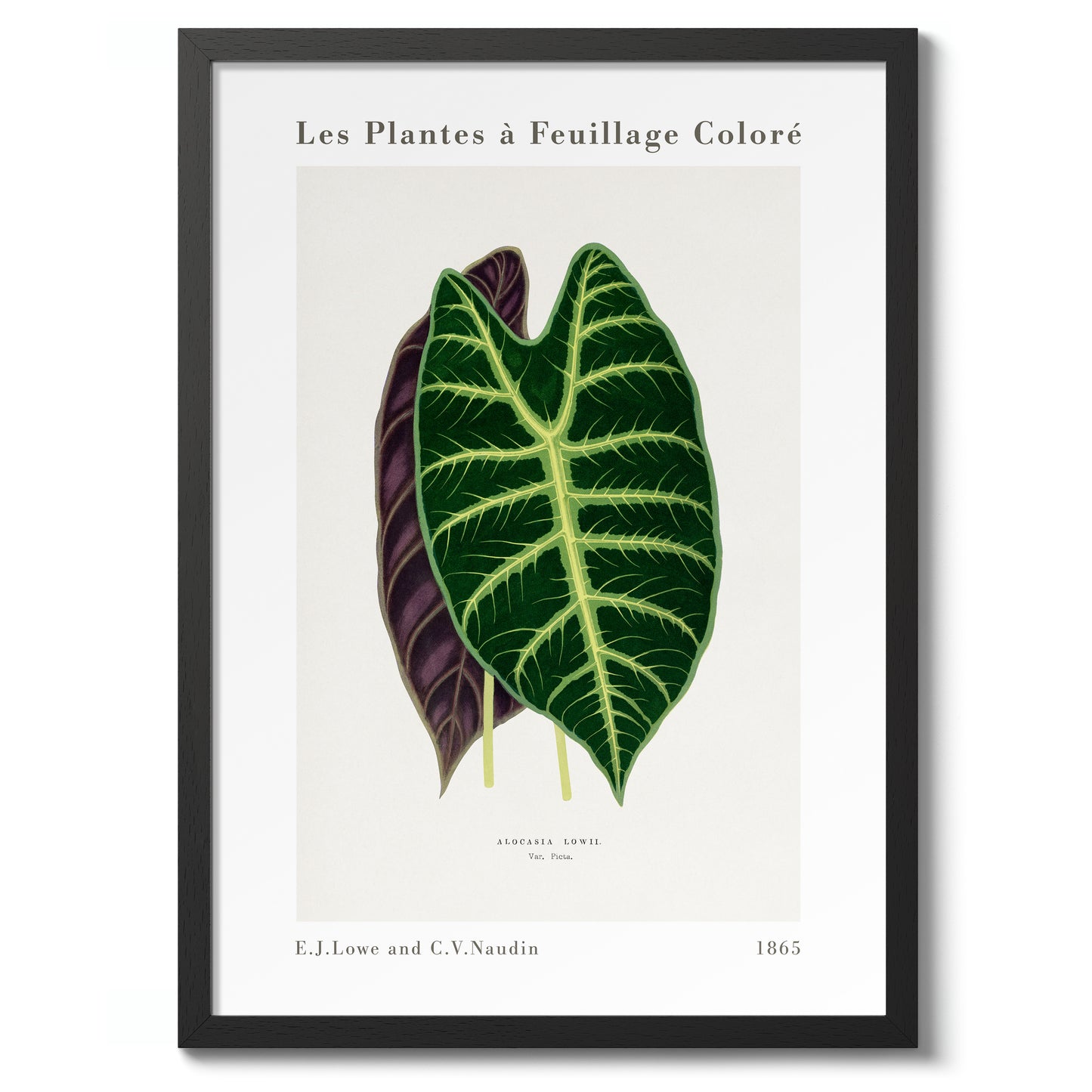 Alocasia blad