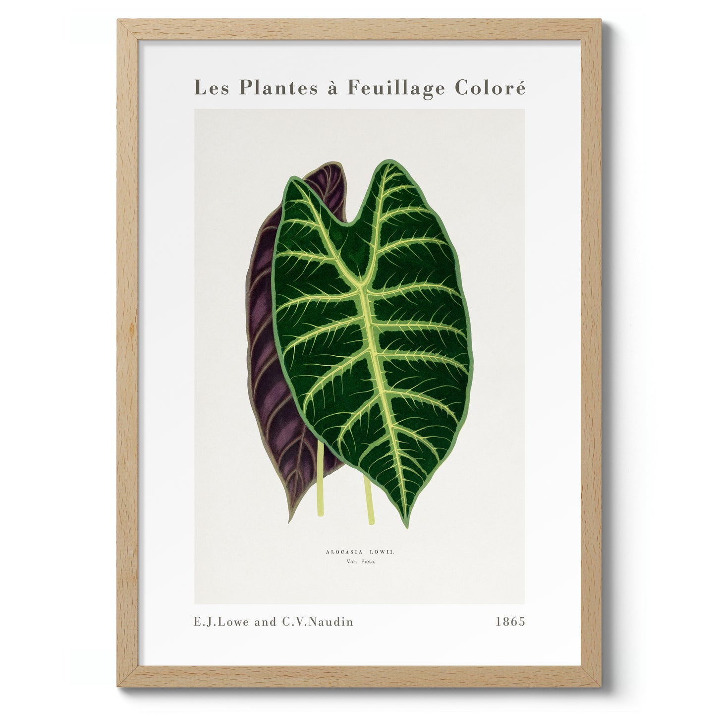 Alocasia blad