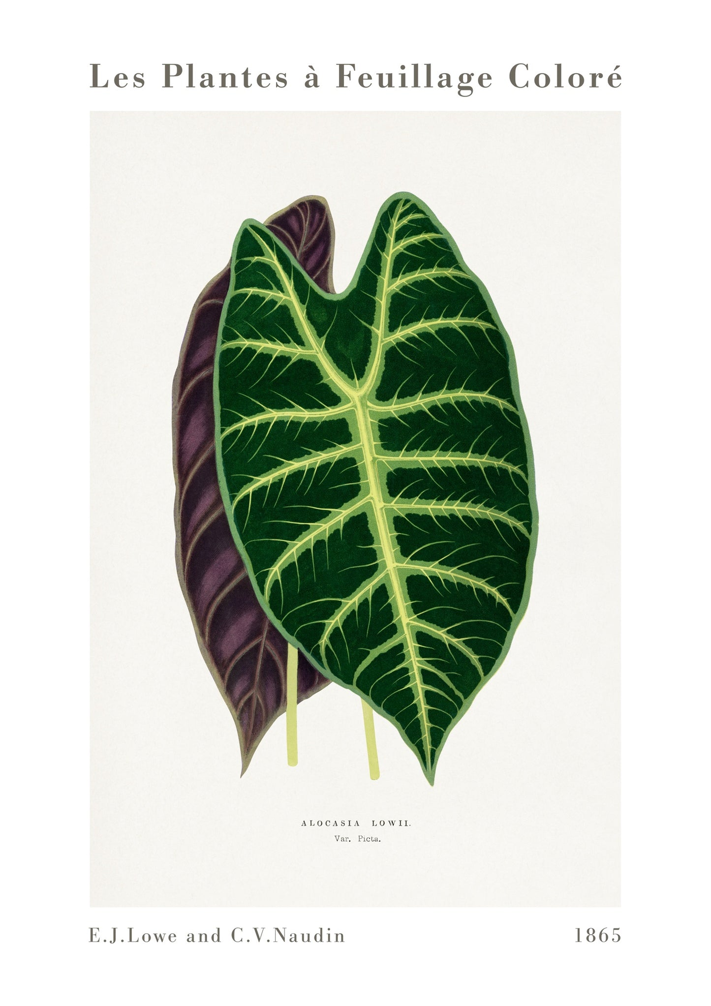 Alocasia blad