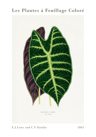 Alocasia-Blatt print
