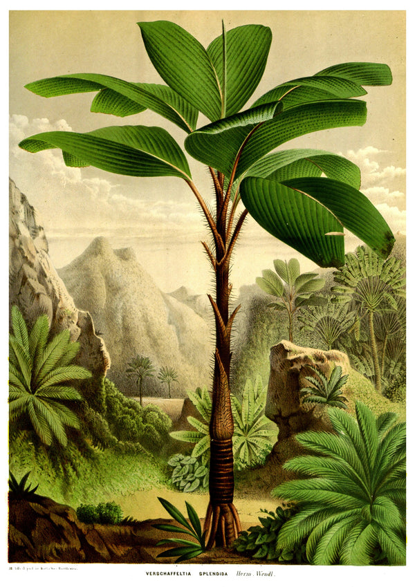 Tropical Tree