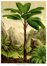 Tropical Tree