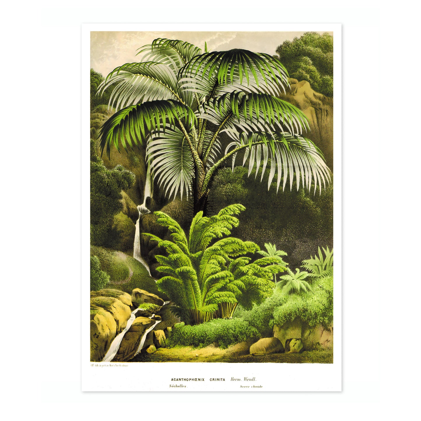 Acanthophoenix Crinita