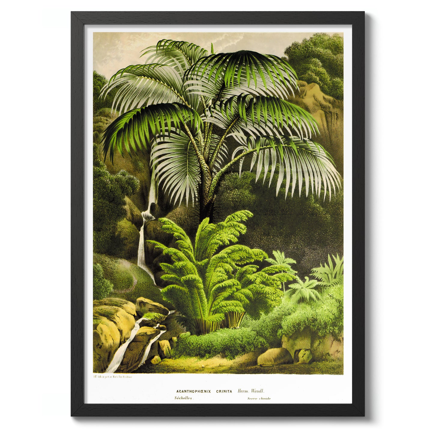 Acanthophoenix Crinita