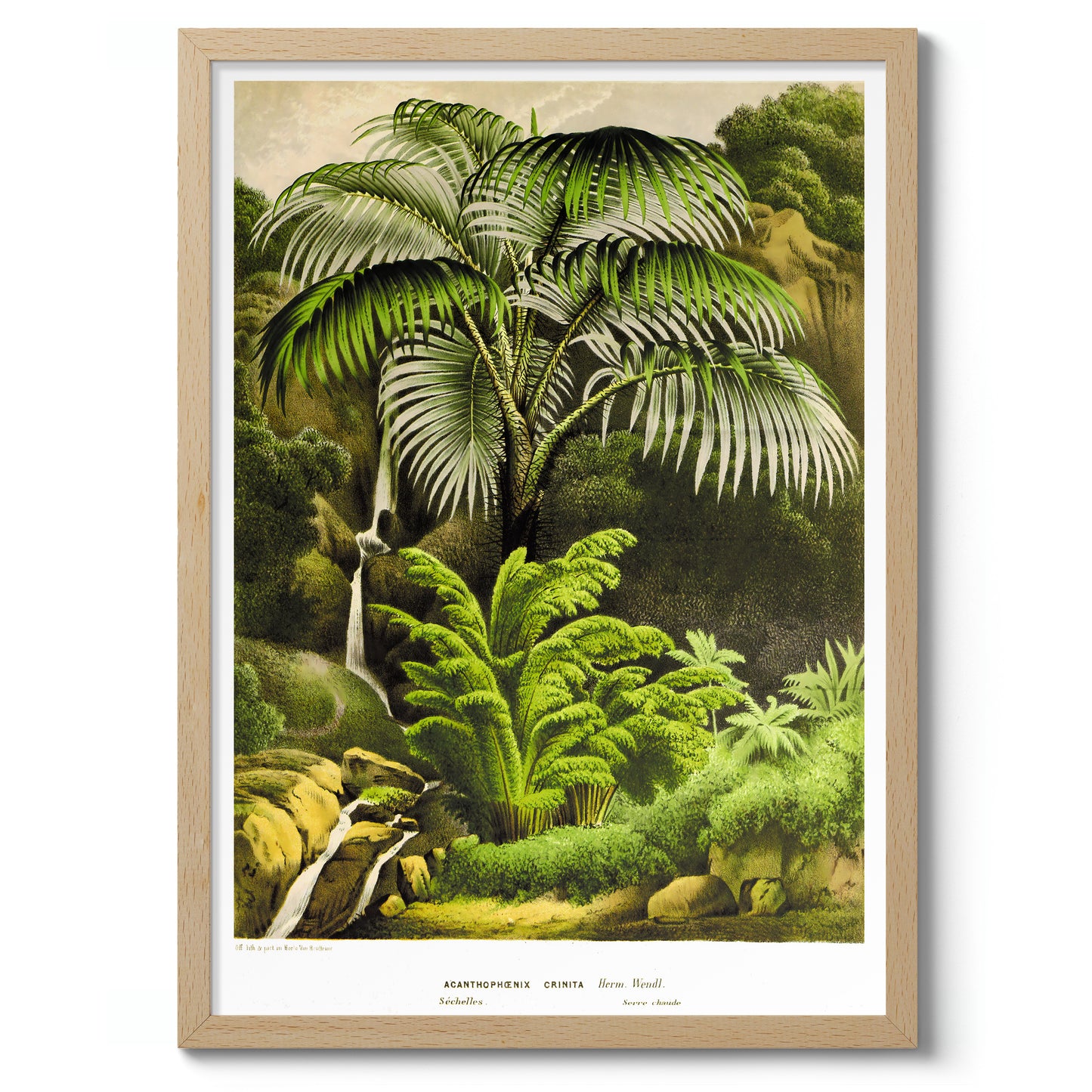 Acanthophoenix Crinita