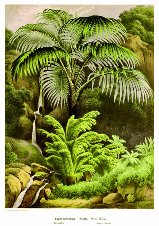 Acanthophoenix Crinita print