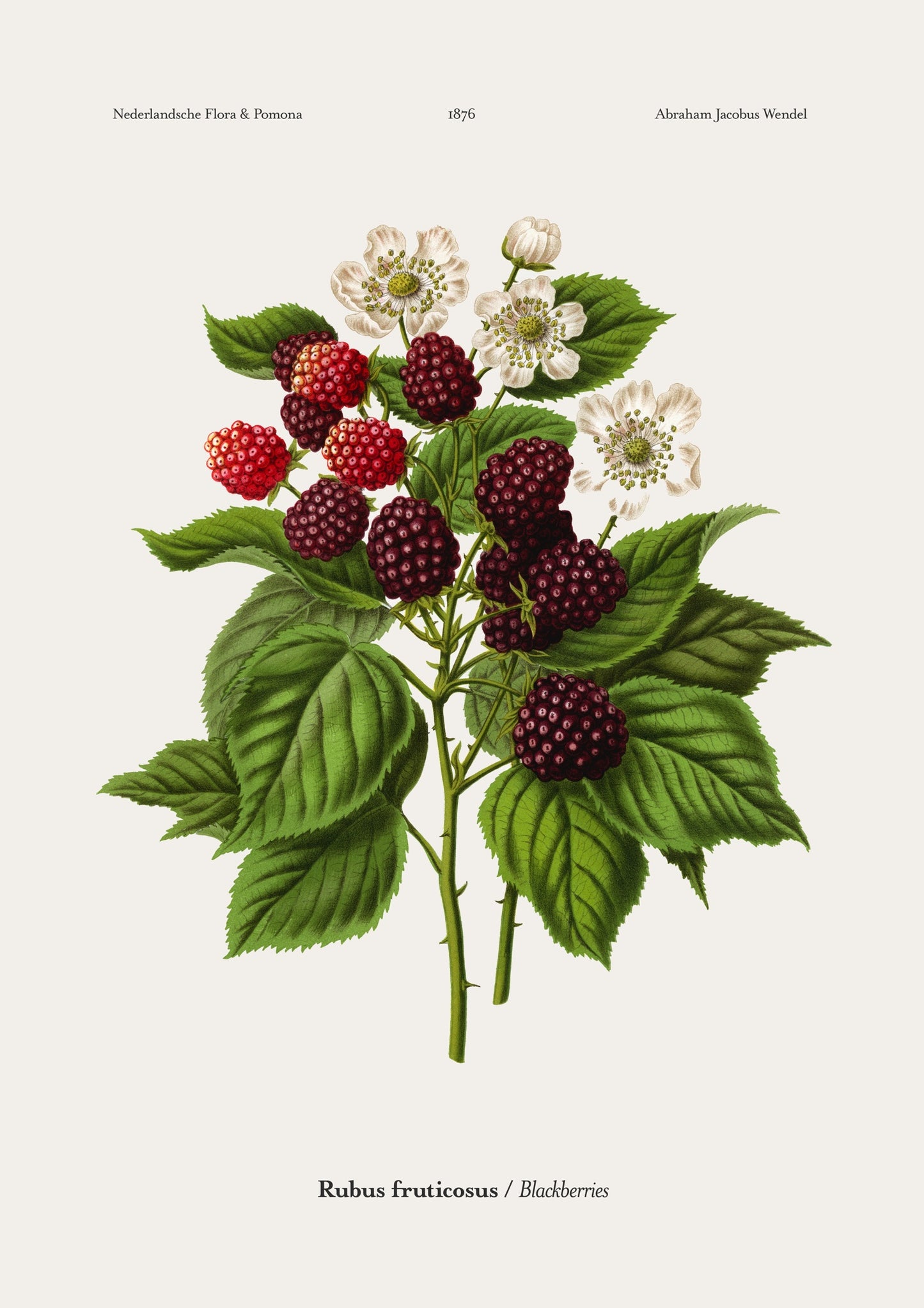 Brombeeren