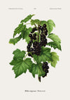 Zwarte bessen print