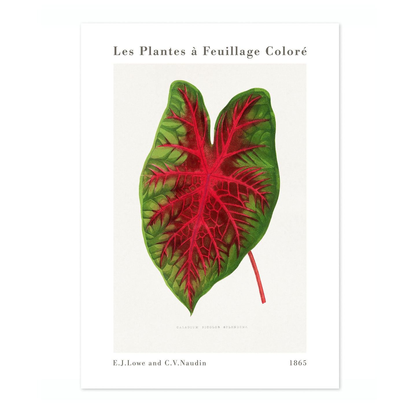 Caladium Bicolor Splendens