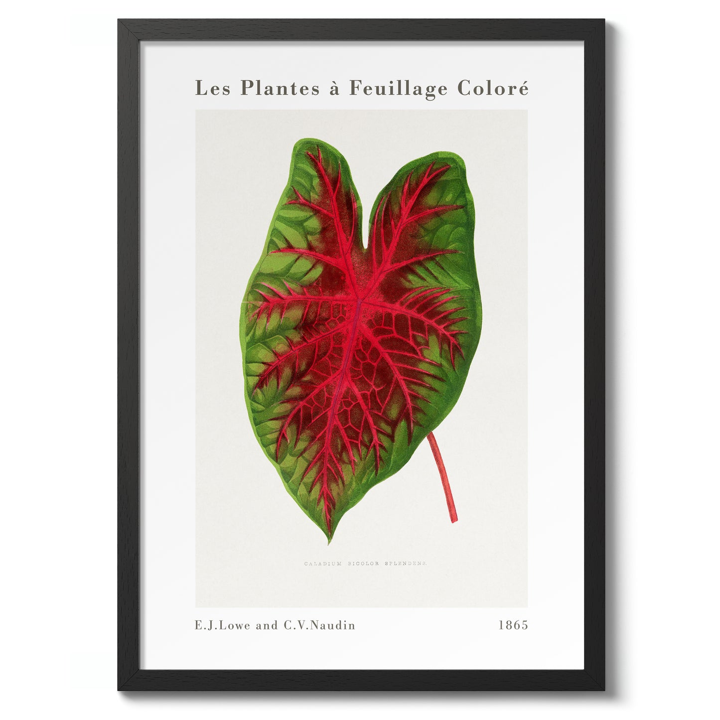 Caladium Bicolor Splendens