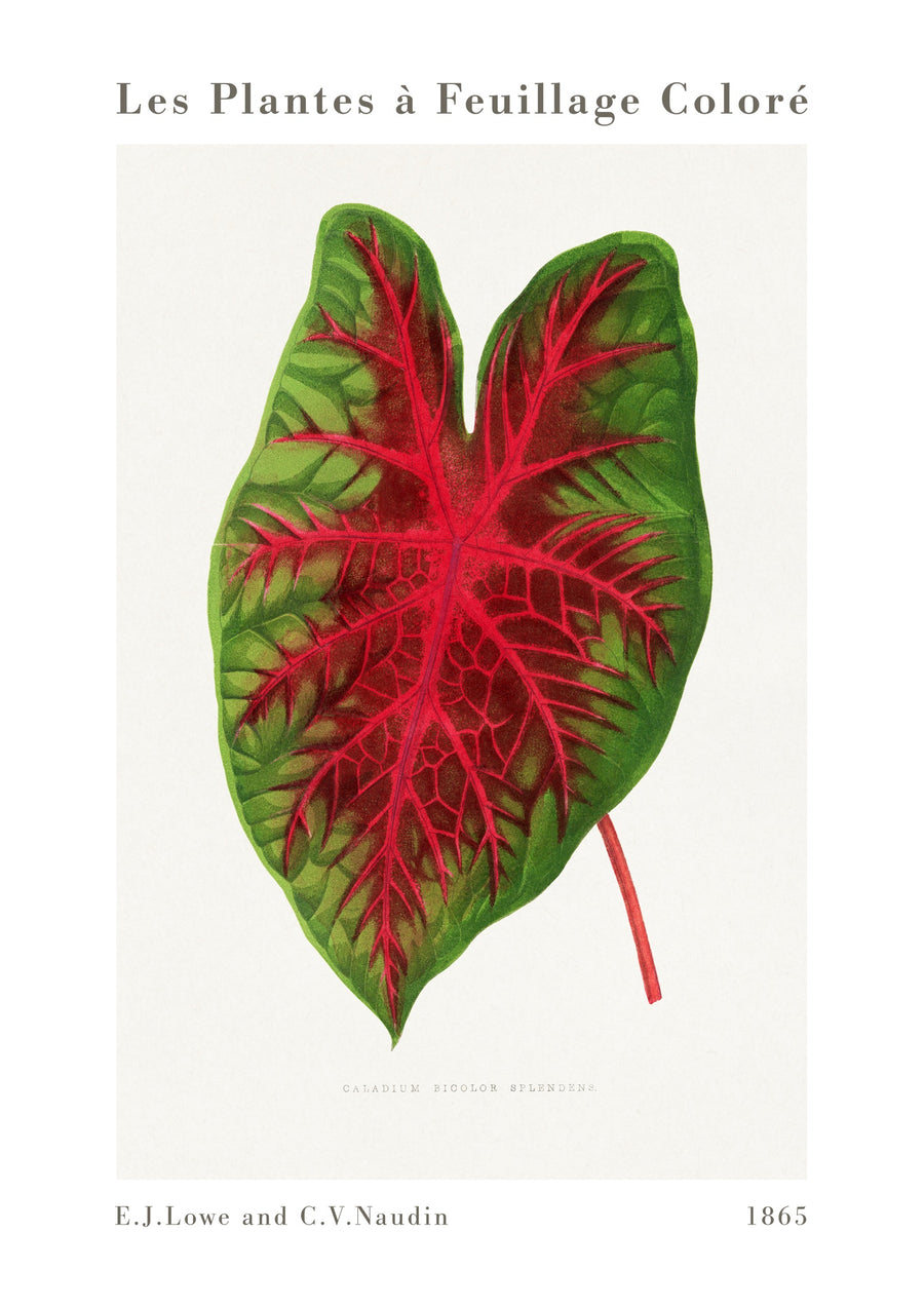 Caladium bicolor splendens - Print Only frame
