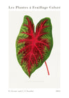 Caladium bicolor splendens print