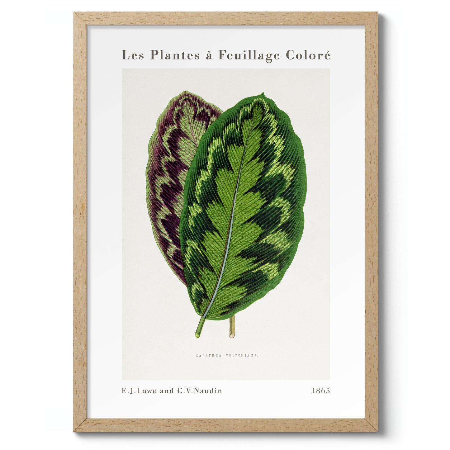 Calathea Veitchiana