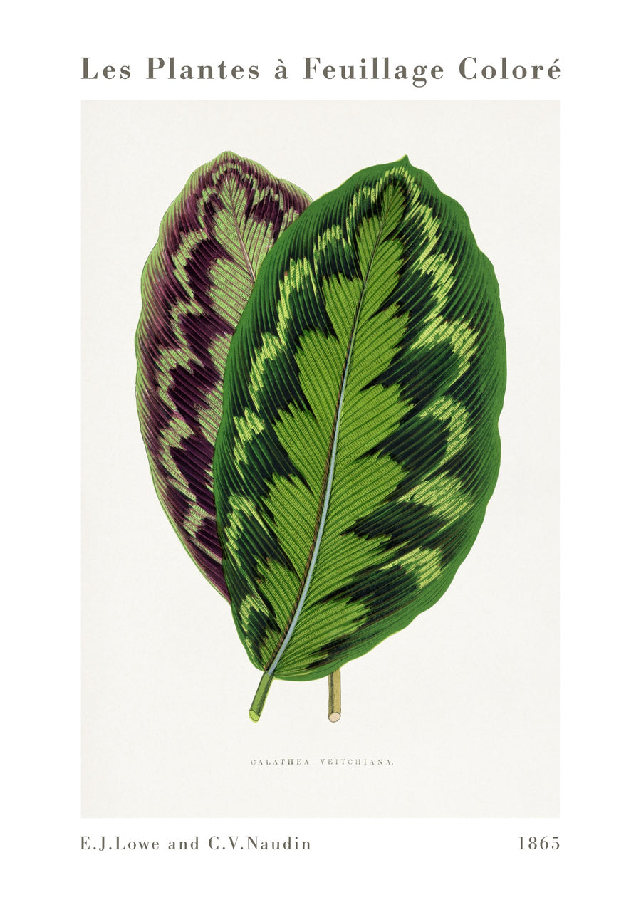 Calathea Veitchiana - Print Only frame