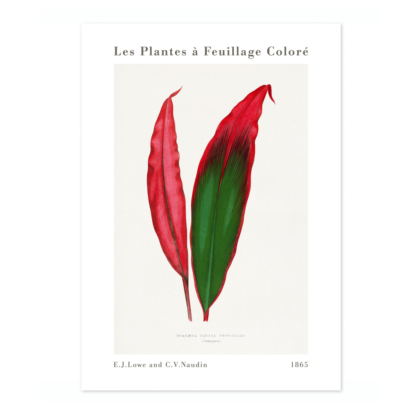 Feuille de Dracaena Ferrea