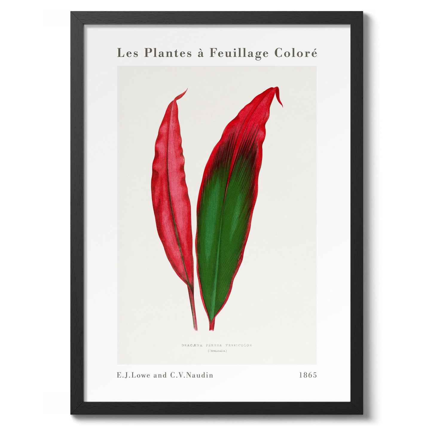 Feuille de Dracaena Ferrea