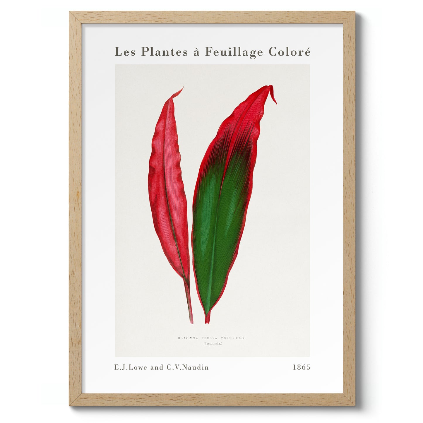 Feuille de Dracaena Ferrea