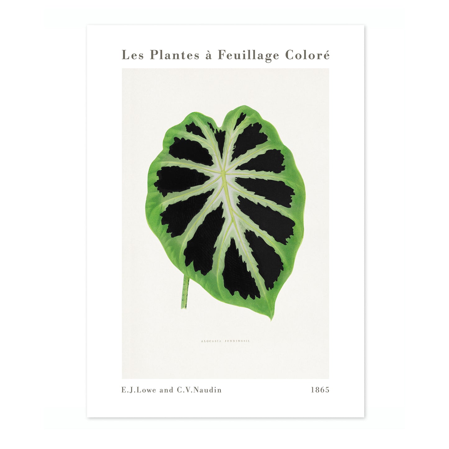 Alocasia Verte