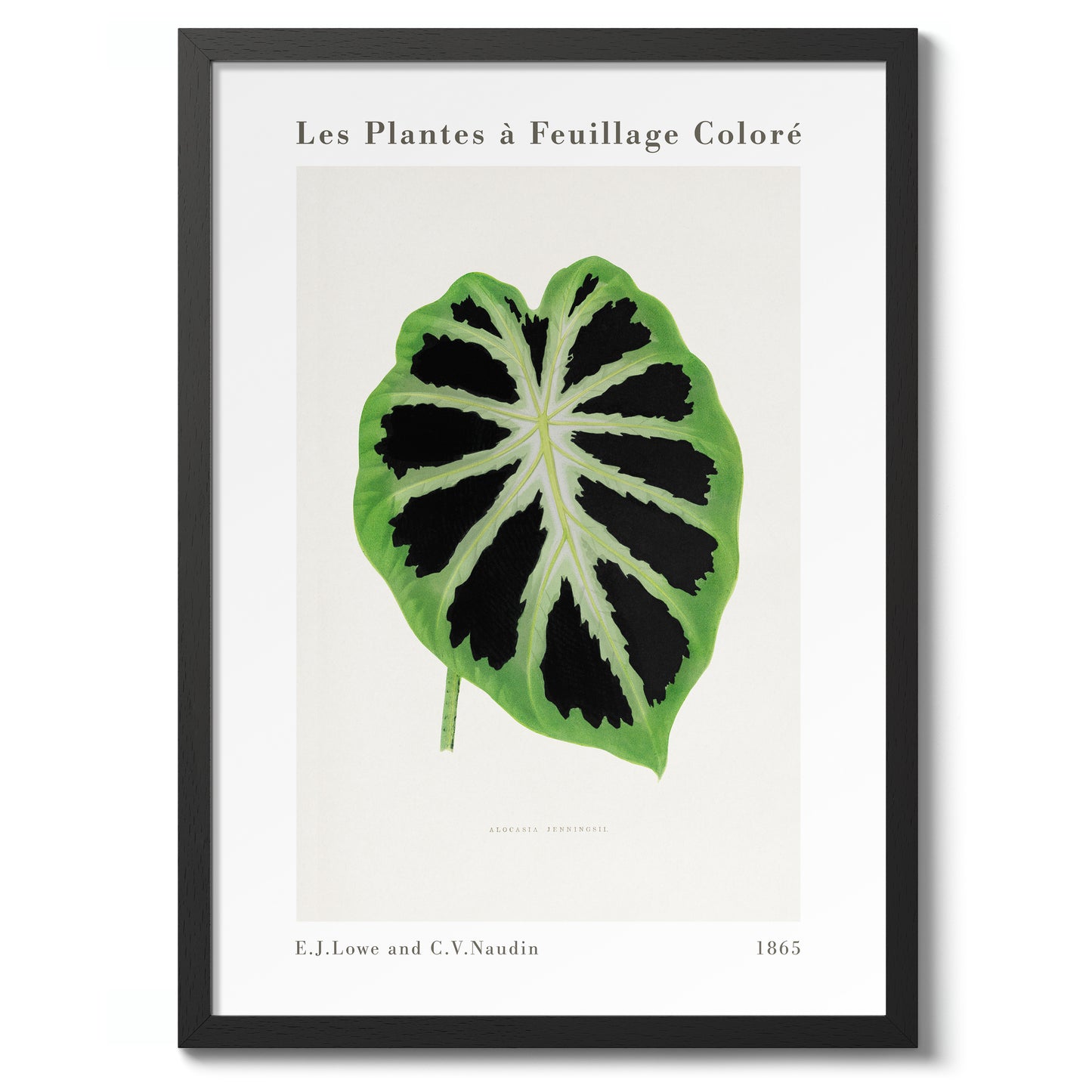 Alocasia Verte
