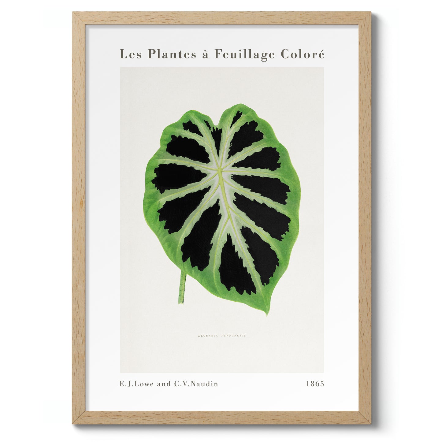 Alocasia Verte